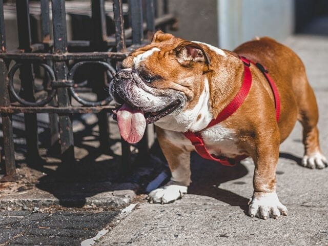 Englische Bulldogge, Hundbefehle für den Hund