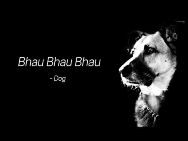 citas sobre perros, modismos de perros, inglés, citas hermosas, divertidas e interesantes sobre perros para aprender inglés en línea