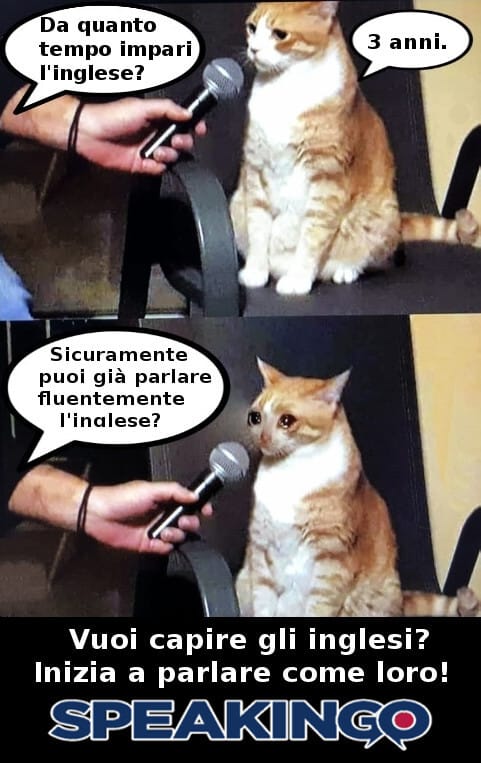 Corso di inglese online, gatto